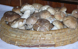 Ristorante a Roma